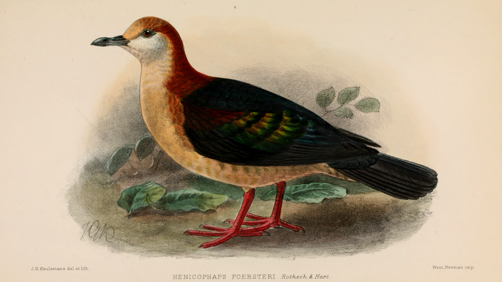 New Britain Bronzewing