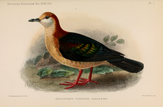 New Britain Bronzewing