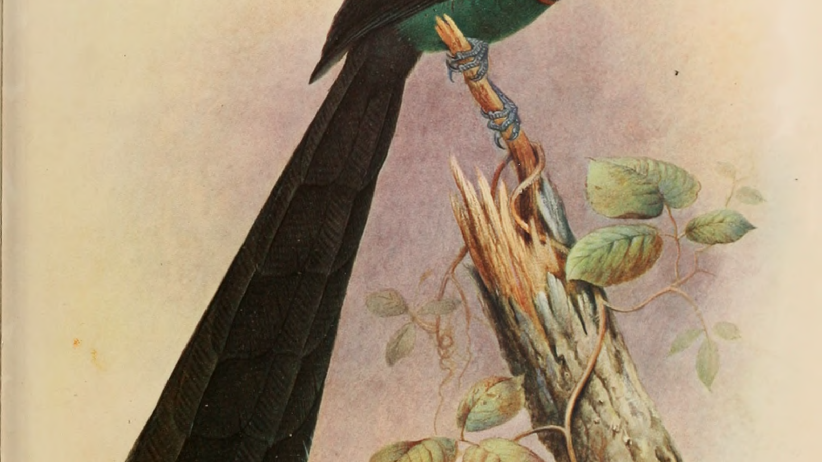Huon Astrapia