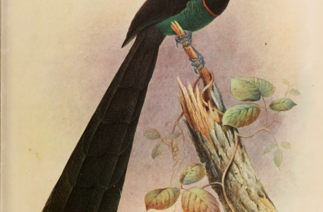 Huon Astrapia