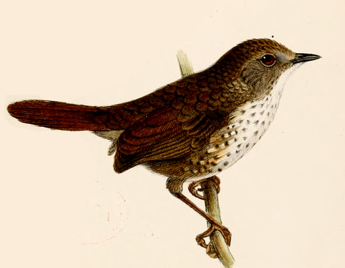 Chin Hills Wren-Babbler