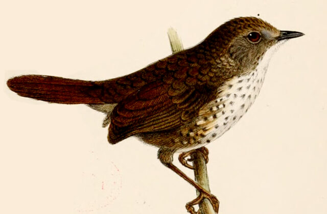 Chin Hills Wren-Babbler