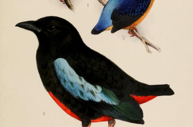 Superb Pitta