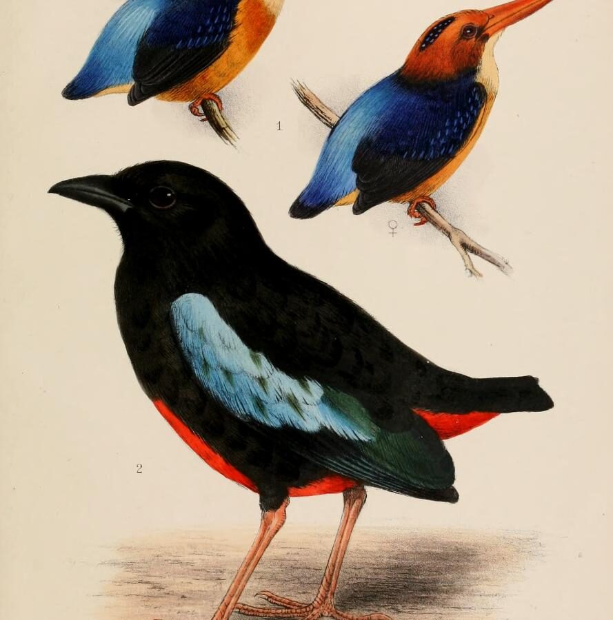 Superb Pitta