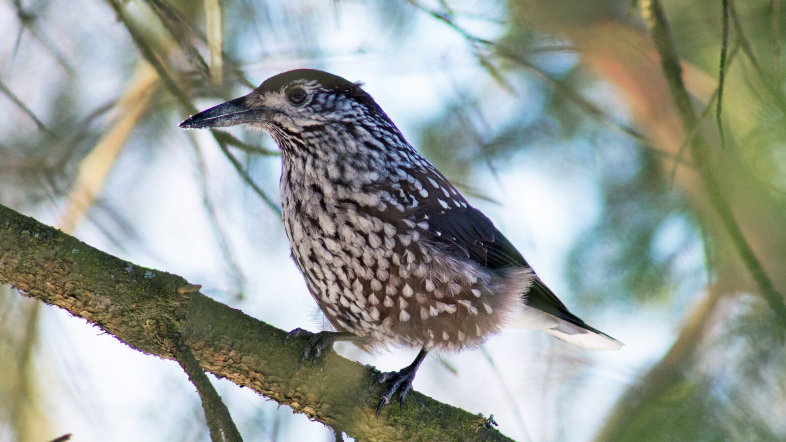 Northern Nutcracker