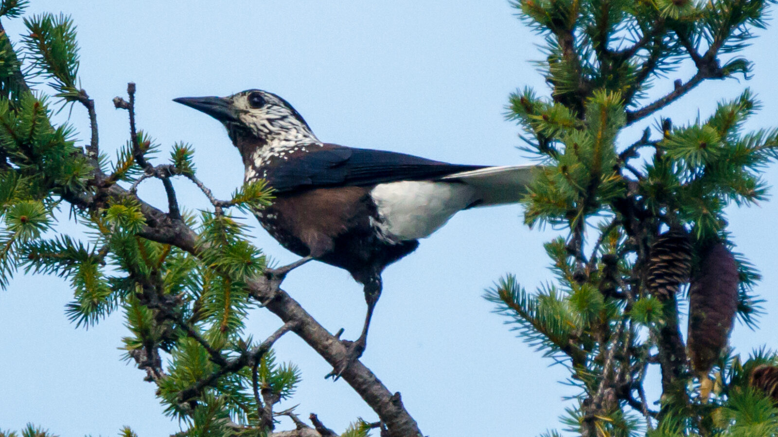 Southern Nutcracker