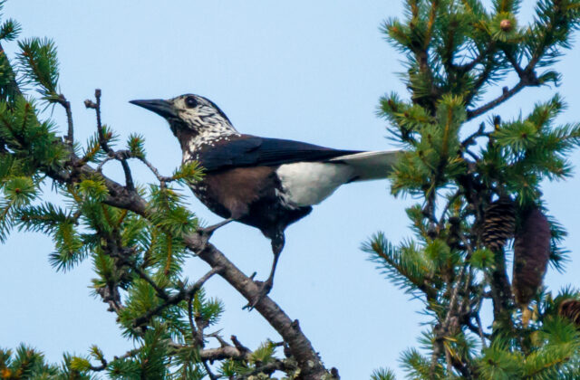 Southern Nutcracker