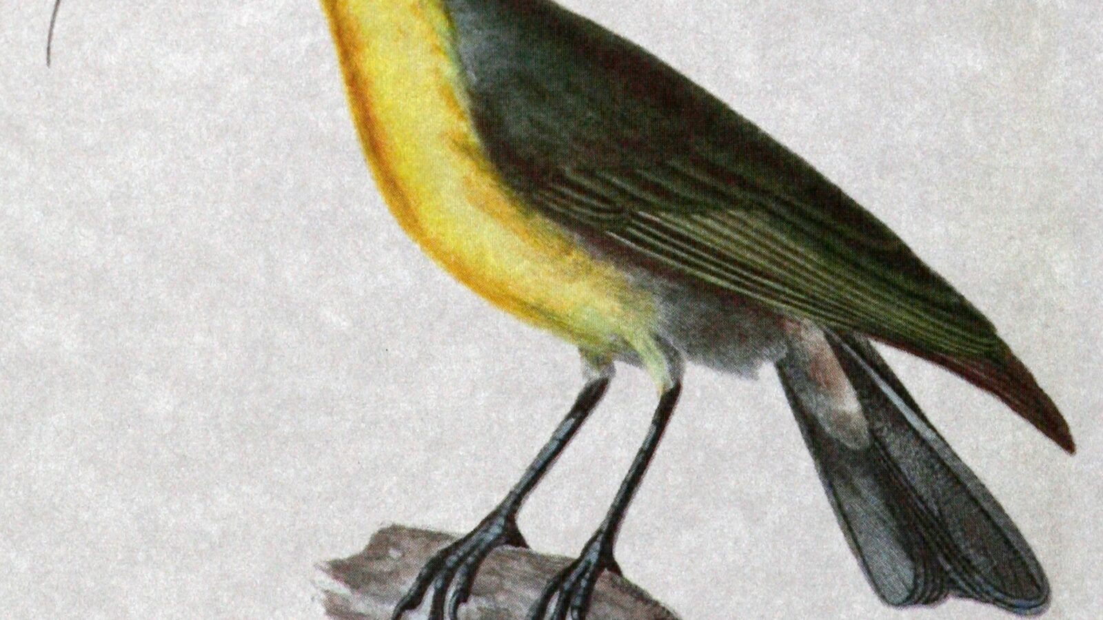 Oahu Nukupuu