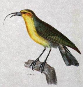Oahu Nukupuu