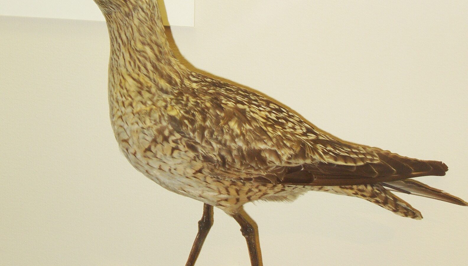 Eskimo Curlew