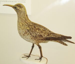 Eskimo Curlew