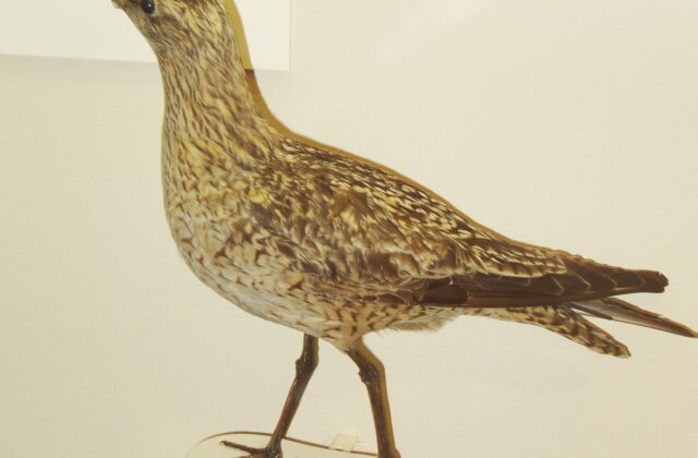 Eskimo Curlew