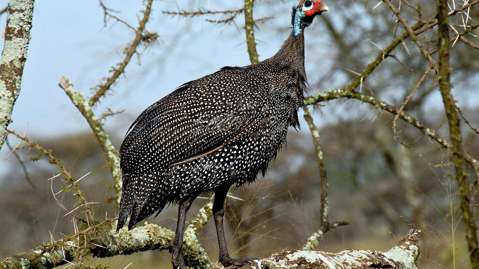 Helmeted Guineafowl