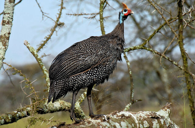 Helmeted Guineafowl