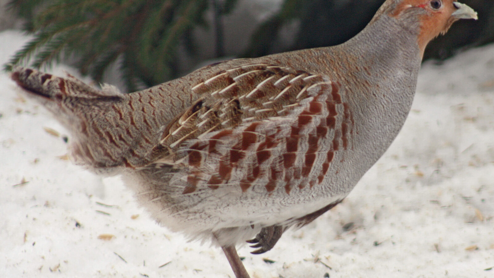 Grey Partridge