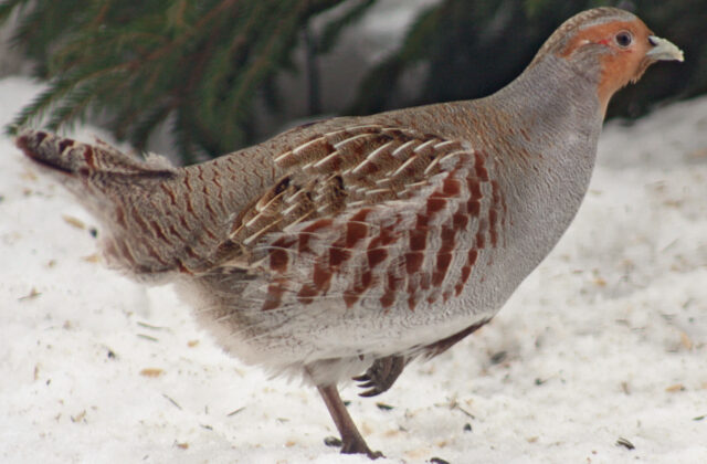Grey Partridge