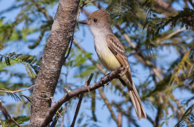Nutting’s Flycatcher
