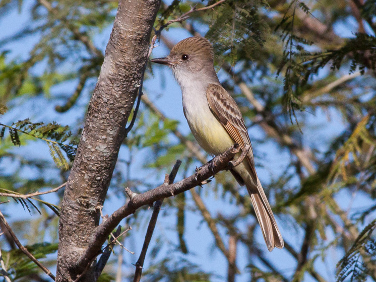 Nutting’s Flycatcher