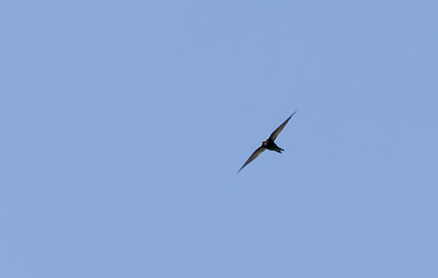 Nyanza Swift