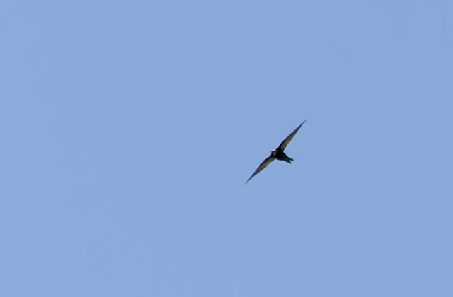 Nyanza Swift