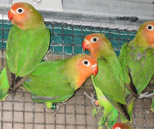 Lilian’s Lovebird