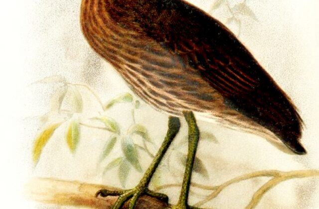 Bermuda Night Heron