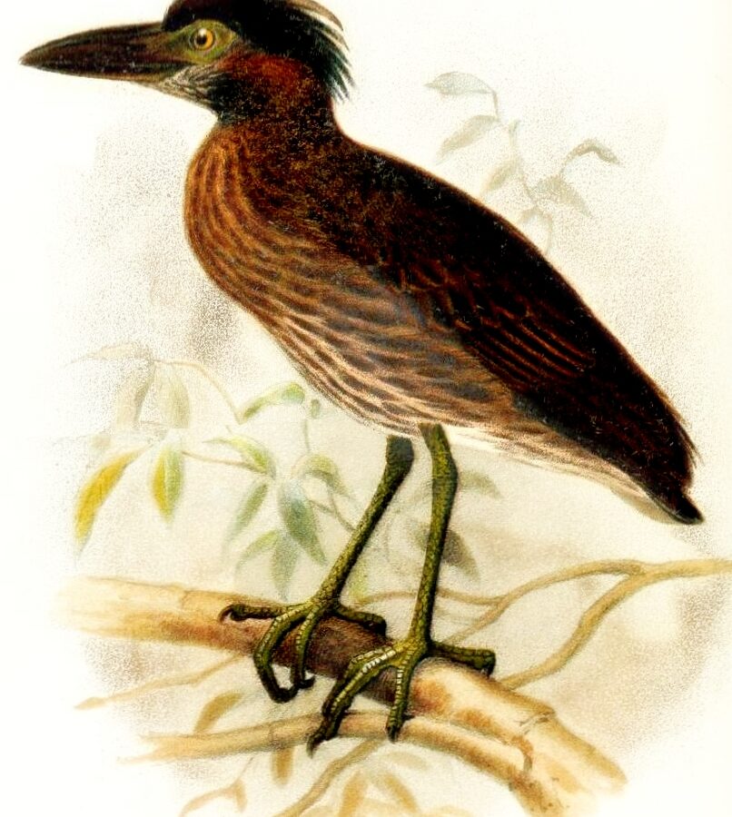 Bermuda Night Heron