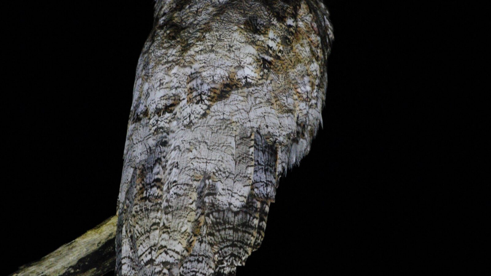 Great Potoo