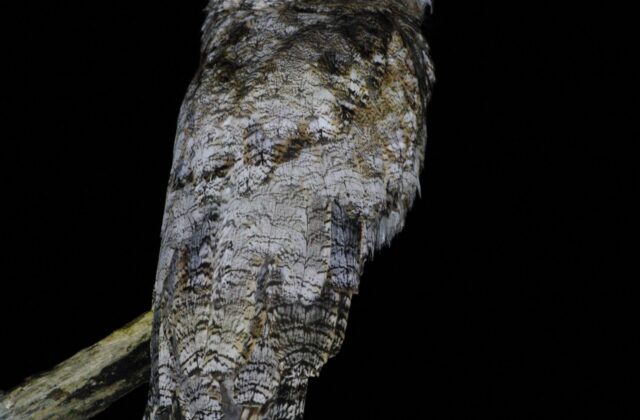 Great Potoo