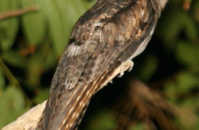 Northern Potoo