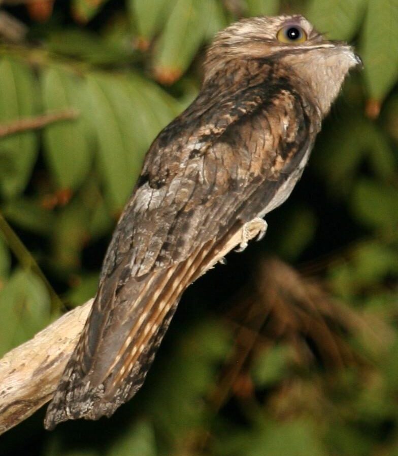 Northern Potoo