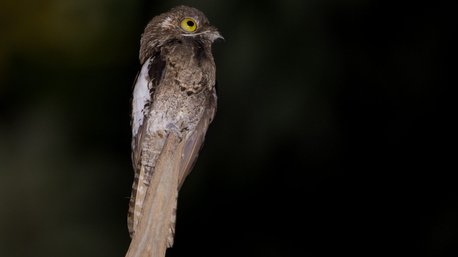 White-winged Potoo