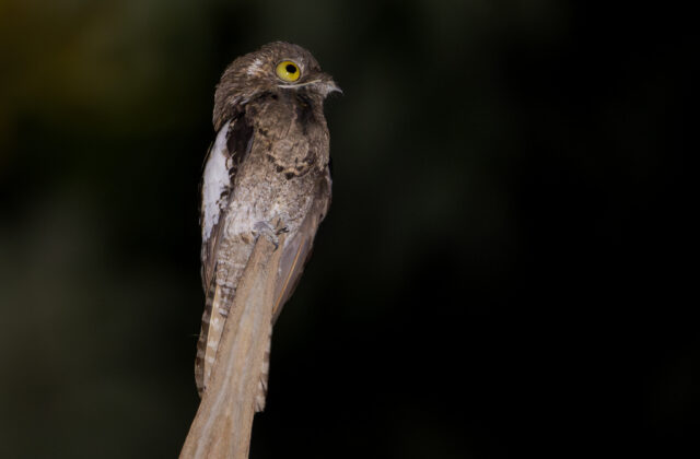 White-winged Potoo