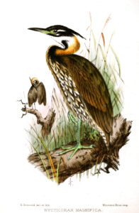 White-eared Night Heron