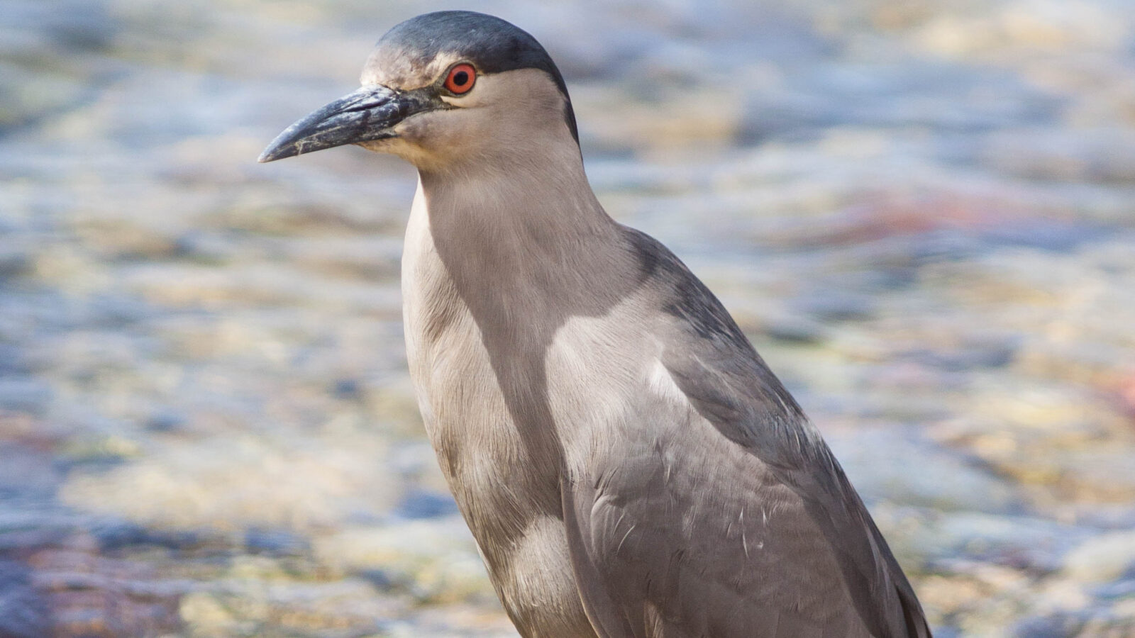 Black-crowned Night Heron