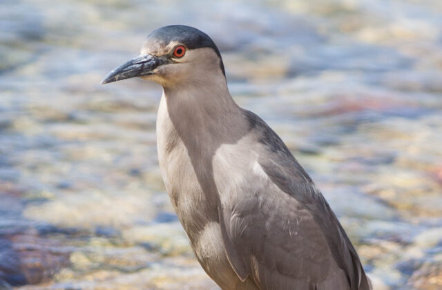 Black-crowned Night Heron