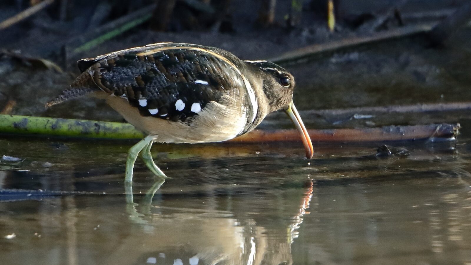 South American Painted-snipe