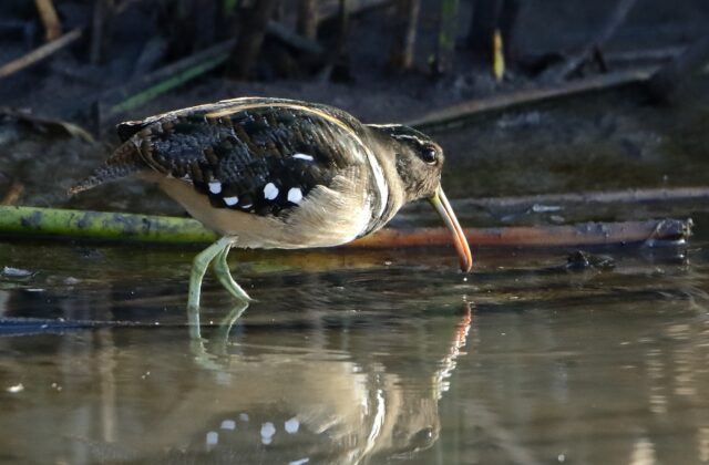 South American Painted-snipe