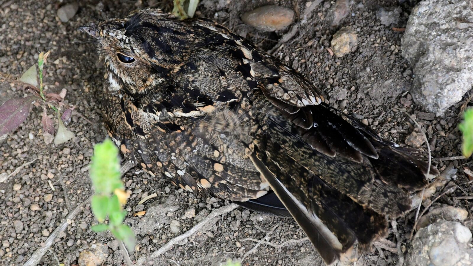 Anthony’s Nightjar