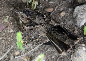 Anthony’s Nightjar