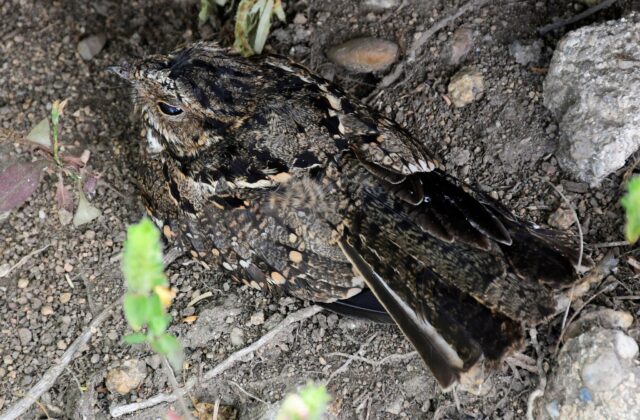 Anthony’s Nightjar