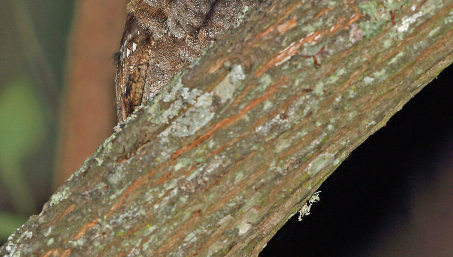 Eared Poorwill