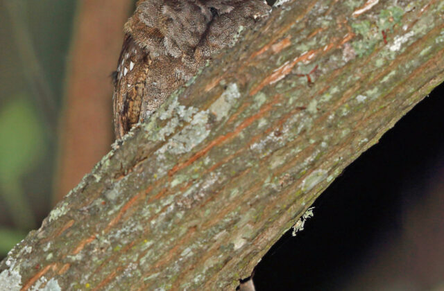 Eared Poorwill