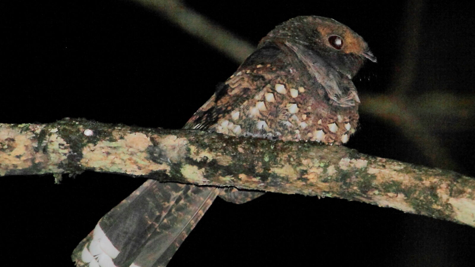 Ocellated Poorwill