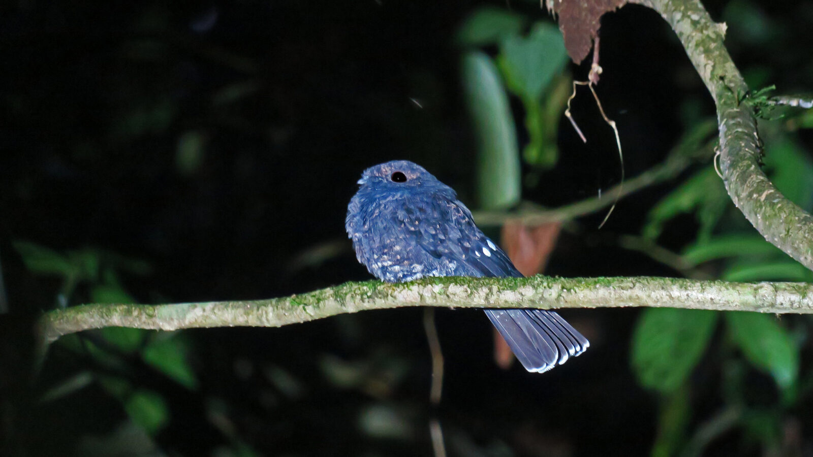 Choco Poorwill