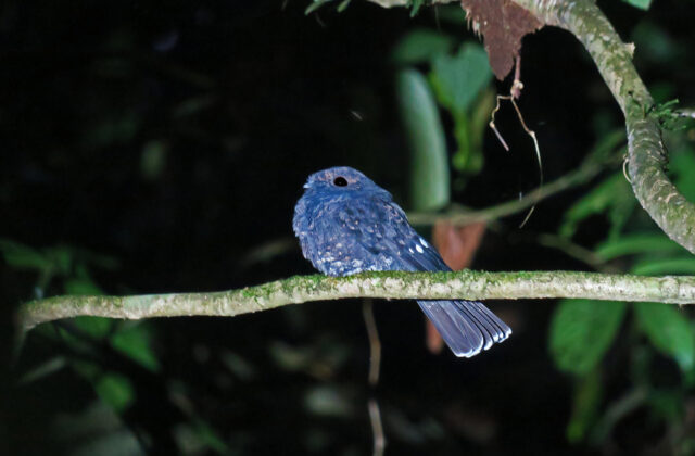 Choco Poorwill