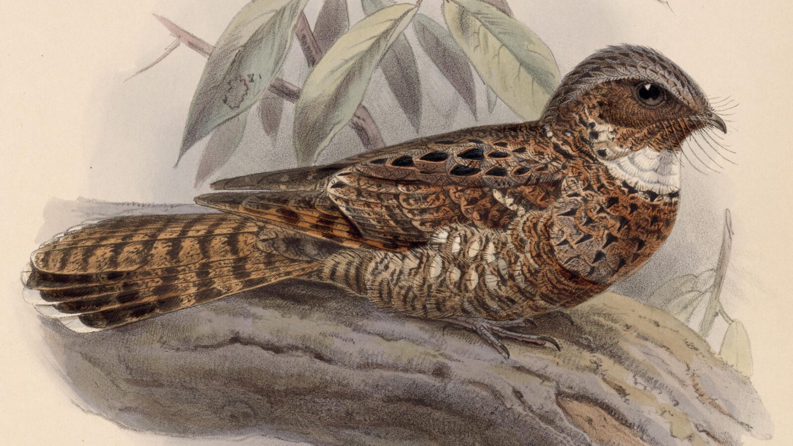 Yucatan Poorwill