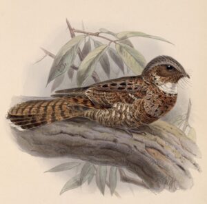 Yucatan Poorwill