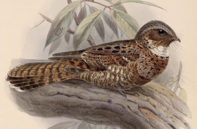 Yucatan Poorwill