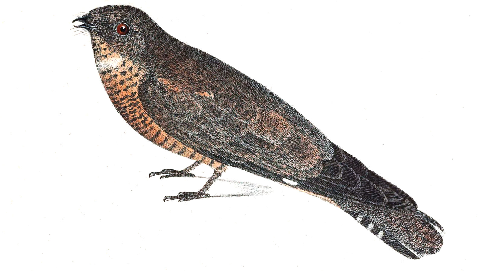 Pygmy Nightjar